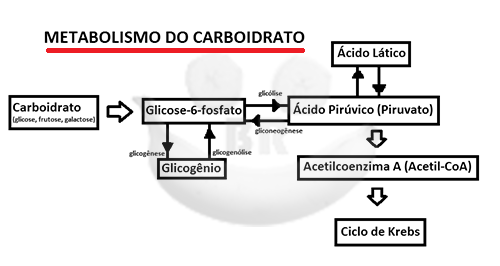 o que é glicogenio? metabolismo do carboidrato para se tornar glicogenio
