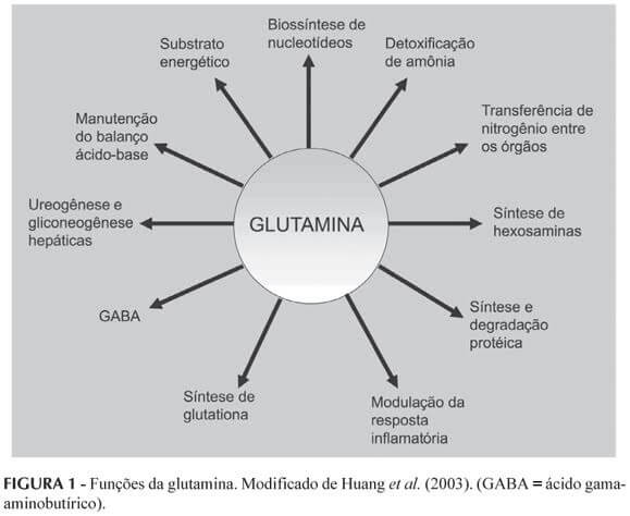 beneficios da glutamina para que serve